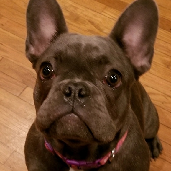 Meet your Posher, Isaac - Picture 1 of 1